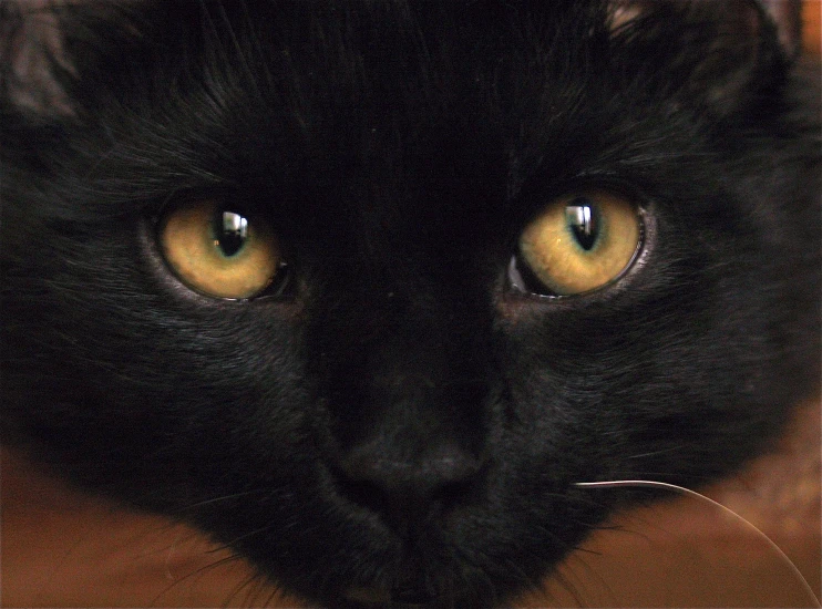 black cat laying down staring directly into the camera