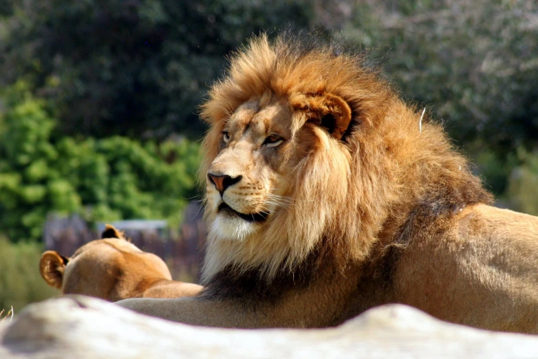 a close up of a lion's face with trees behind it