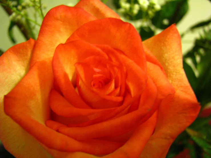 a very beautiful orange rose sitting next to another flower