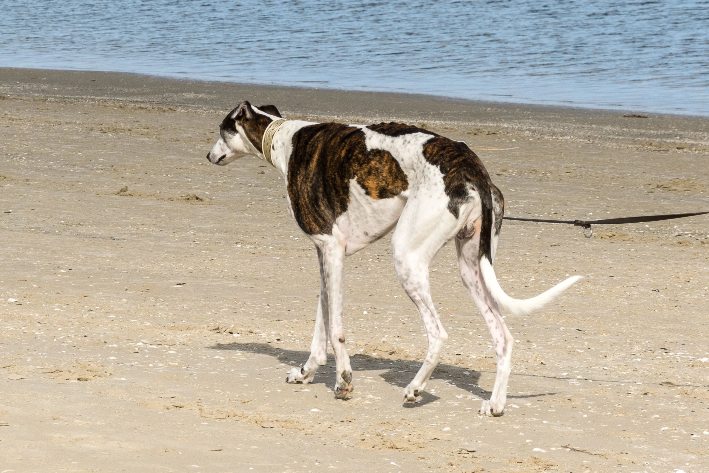a dog is on the beach on a leash