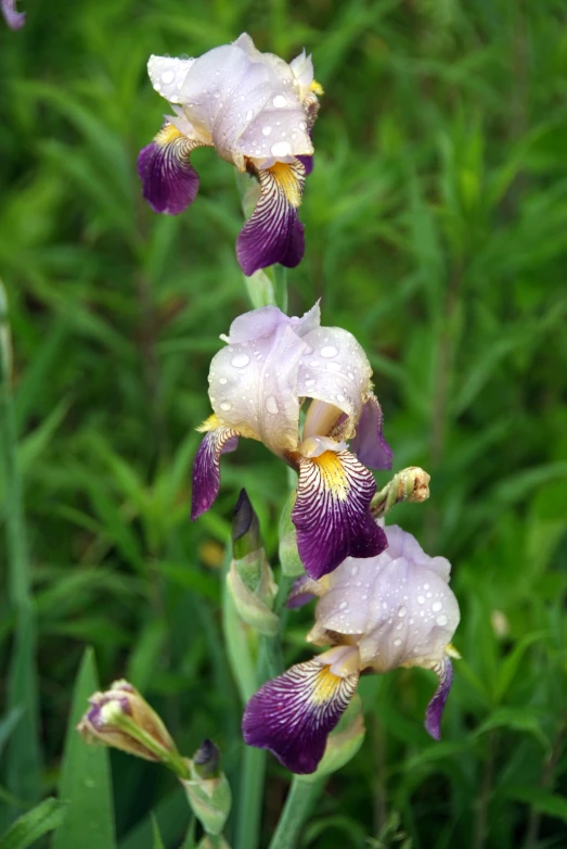 there are many purple flowers that are blooming outside