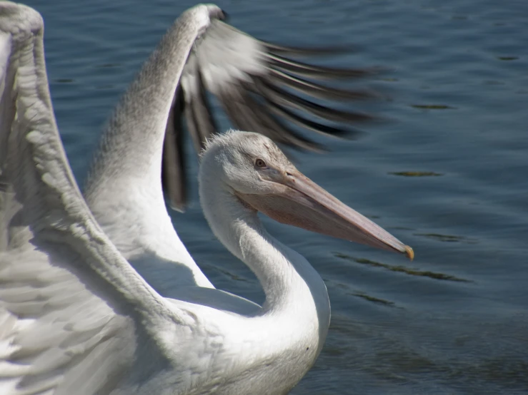 the pelican is swimming in the water outside