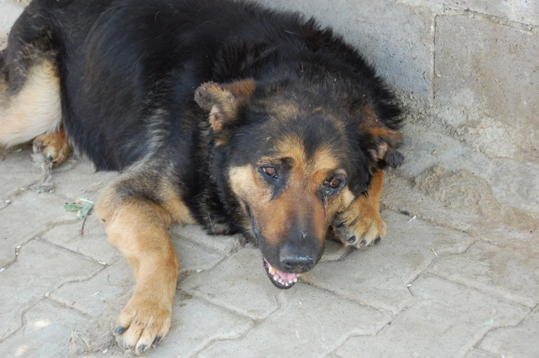 a large black and brown dog laying down on a ground
