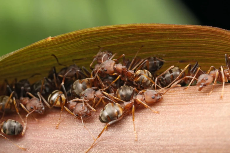 a group of ants crawling on top of a leaf