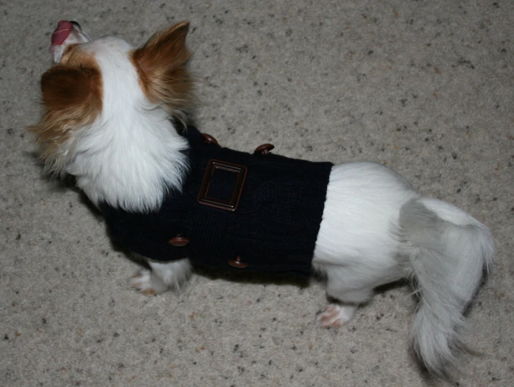 a dog in a sweater and vest on the floor