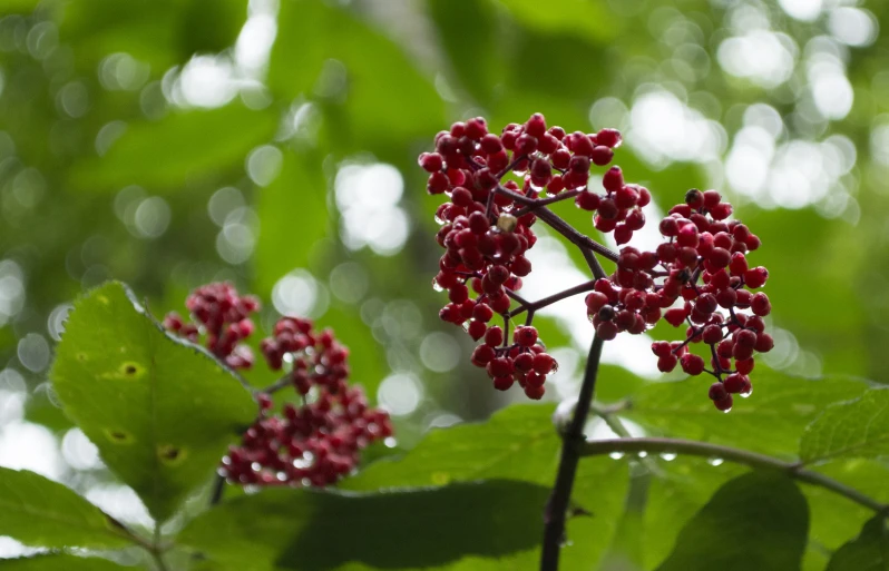 a close up of red berries on a leafy plant