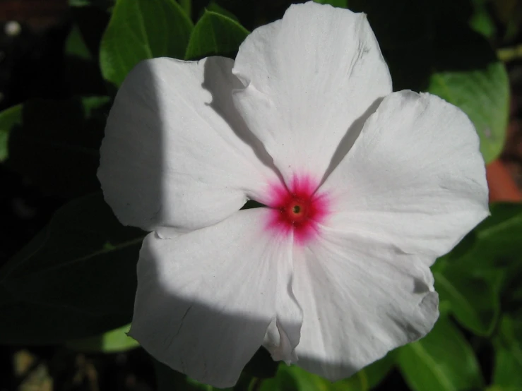 a white flower with pink center sitting on a plant