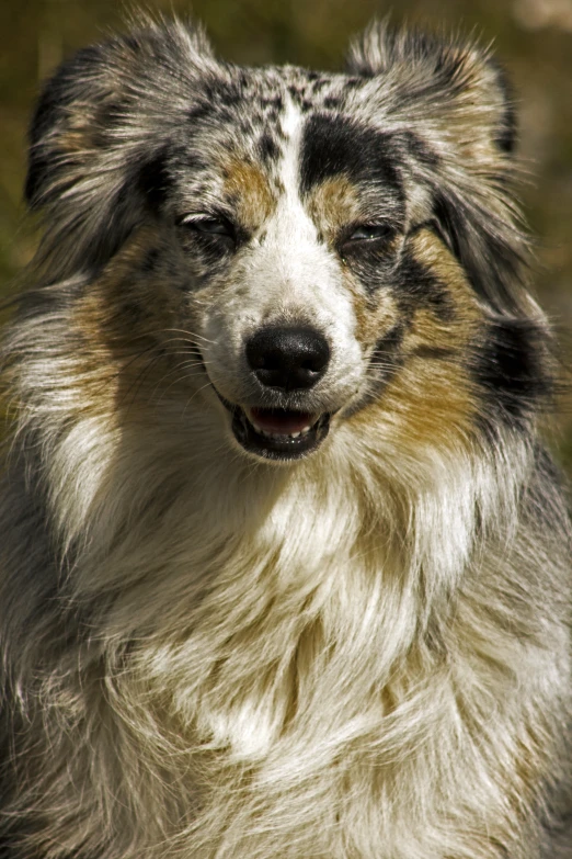 an adult dog is standing in a grassy field