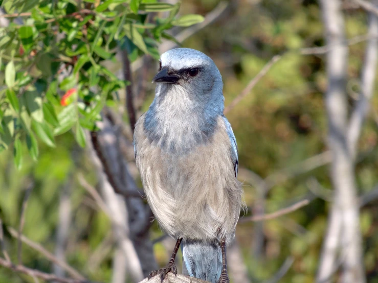 a close up of a bird sitting on a tree nch