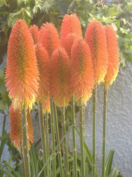 a group of orange flowers next to some leaves