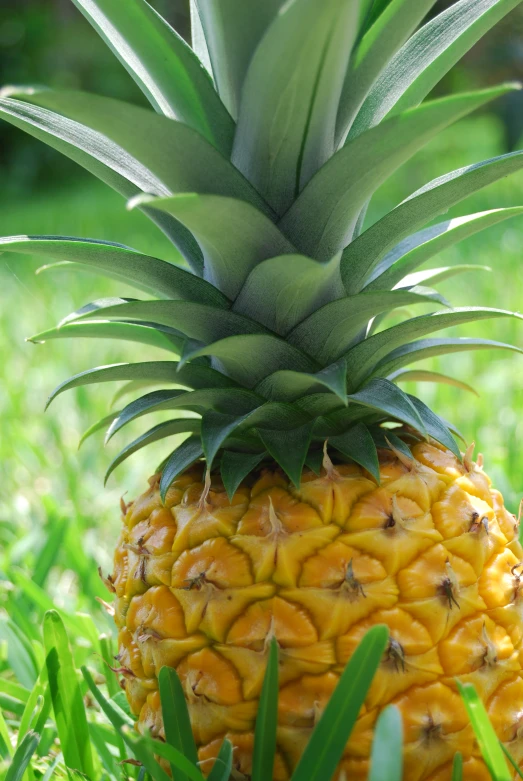 a pineapple sitting in the grass with other green grass