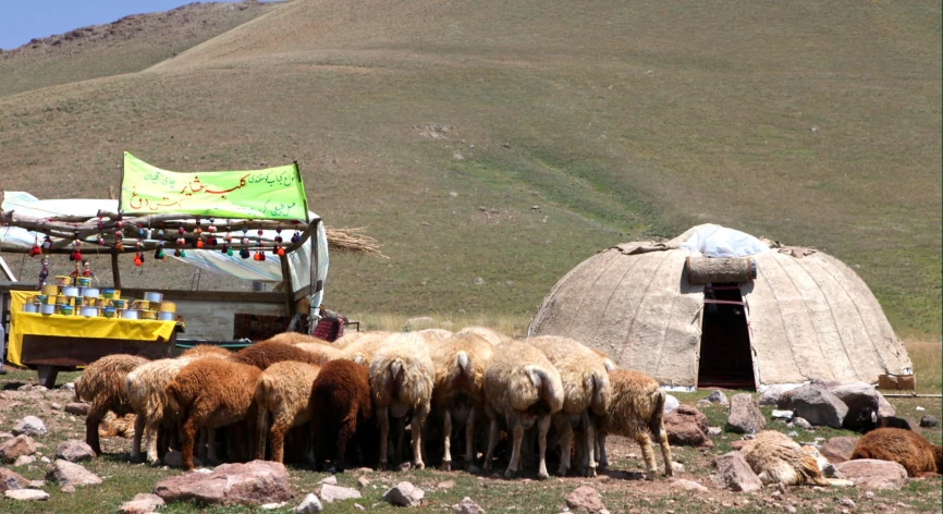 a group of sheep stand next to the back of a truck