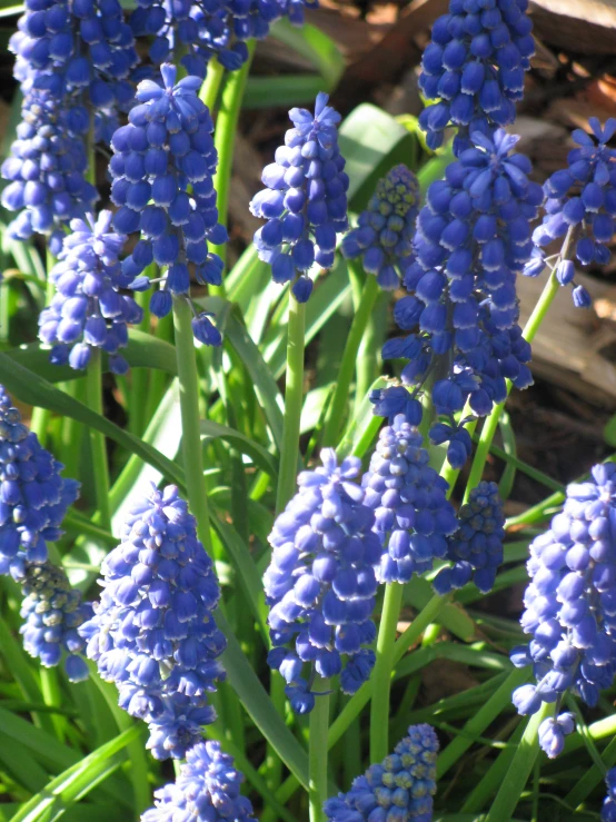 bunches of flowers with purple stems in sun