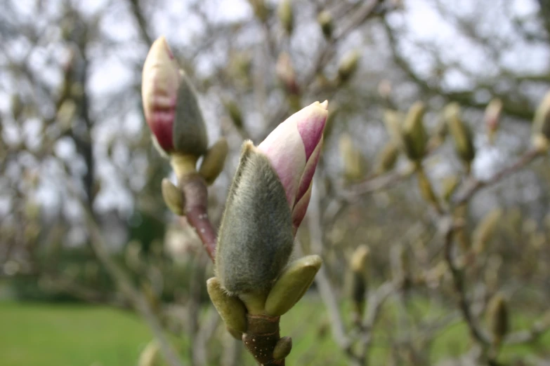 small buds of a tree are open and ready for blossom