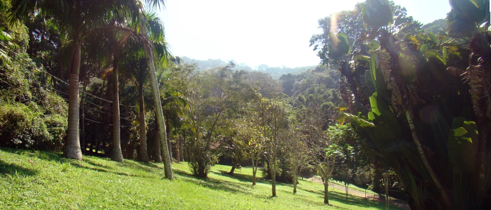 a lush green forest filled with lots of trees