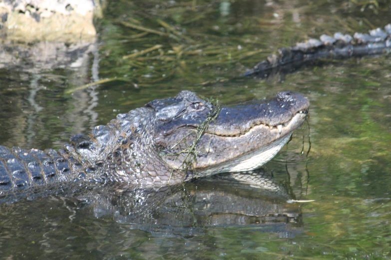 an alligator floating in water with its tongue out