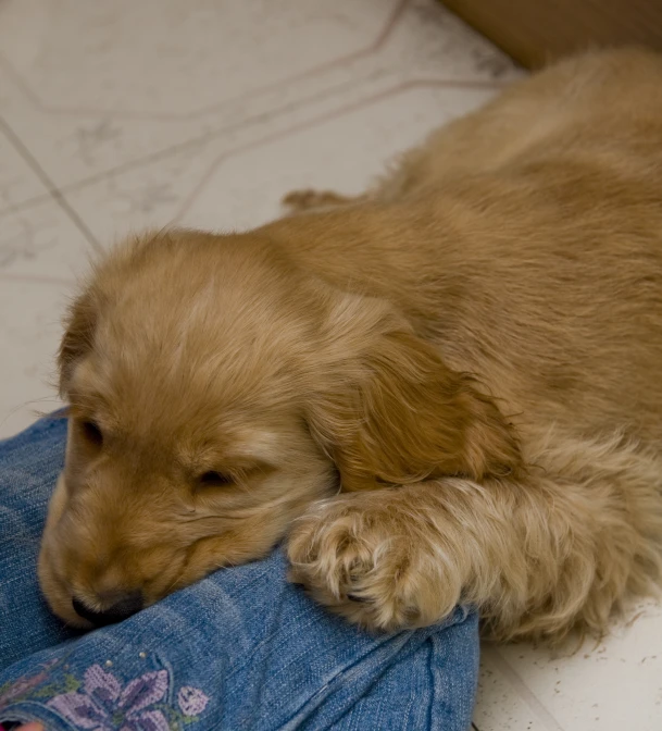 a dog sleeping on the floor with its owner's blue jeans