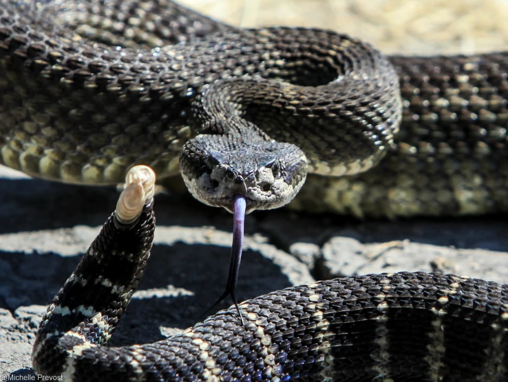 the tail ends open and it looks like the snake is in flight