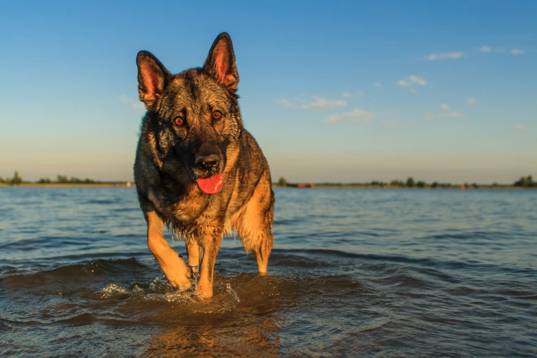 dog in water looking into camera, in the ocean