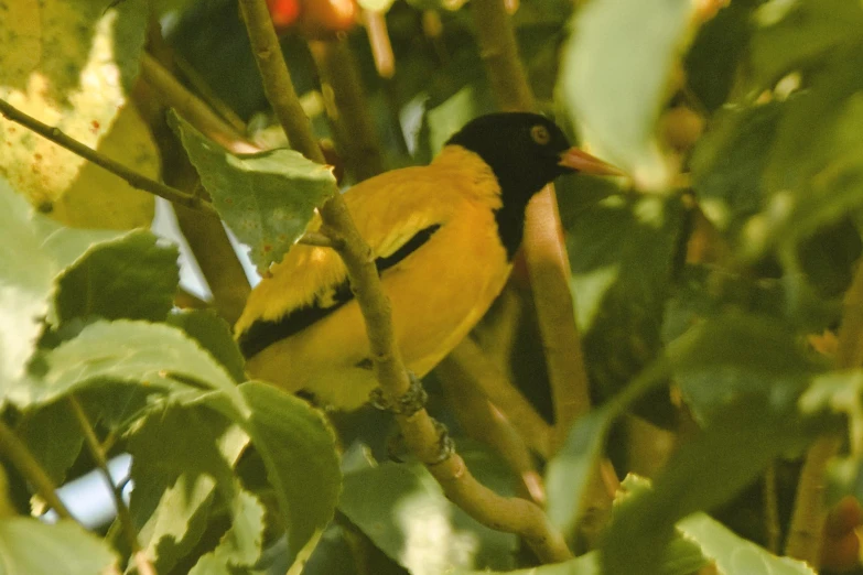 a small bird sitting on top of a nch next to leaves