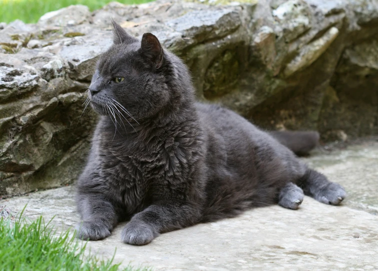 grey cat resting next to rocks with grass around