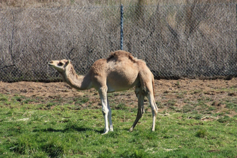 a camel standing on the grass next to a fence