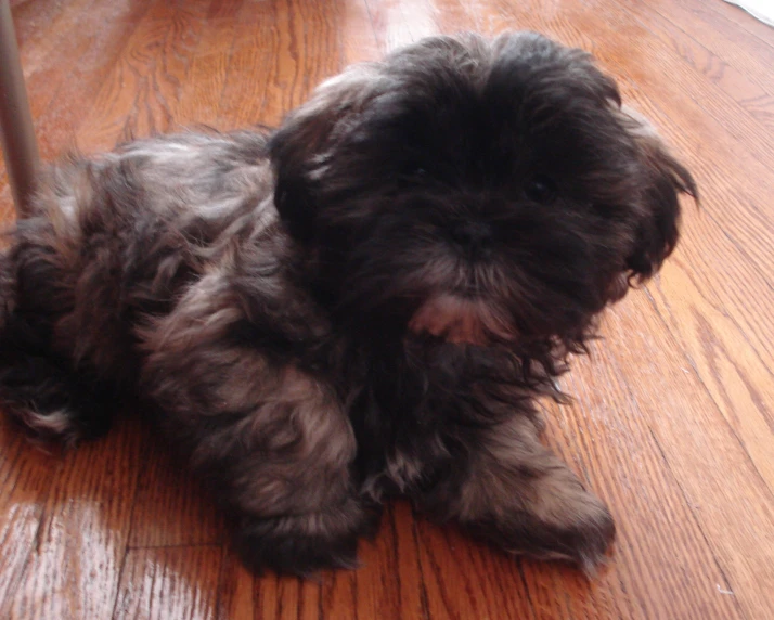 the little dog is on the hardwood floor