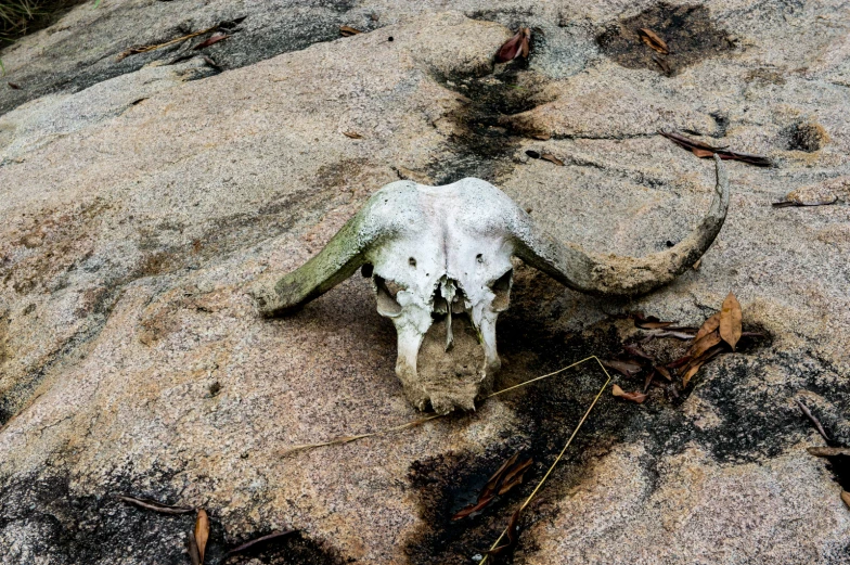 a white animal's skull is laying on a rock