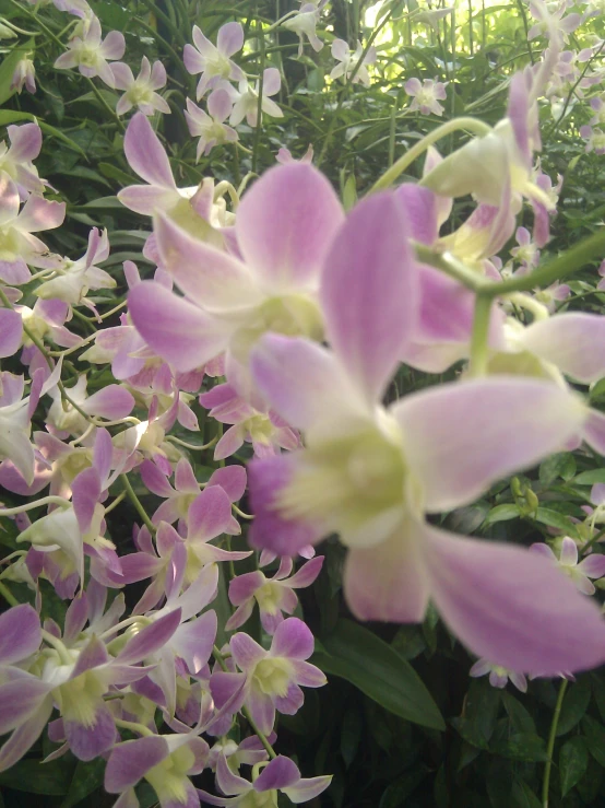 purple and white flowers with large open flowers near trees