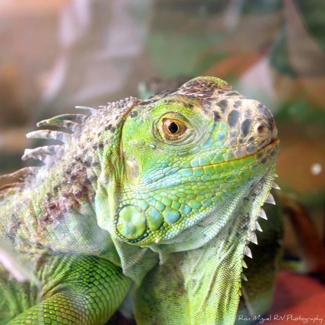 an iguana sitting on the glass with it's mouth open