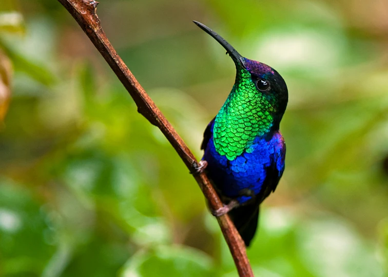 a small multi colored bird sitting on a thin stem