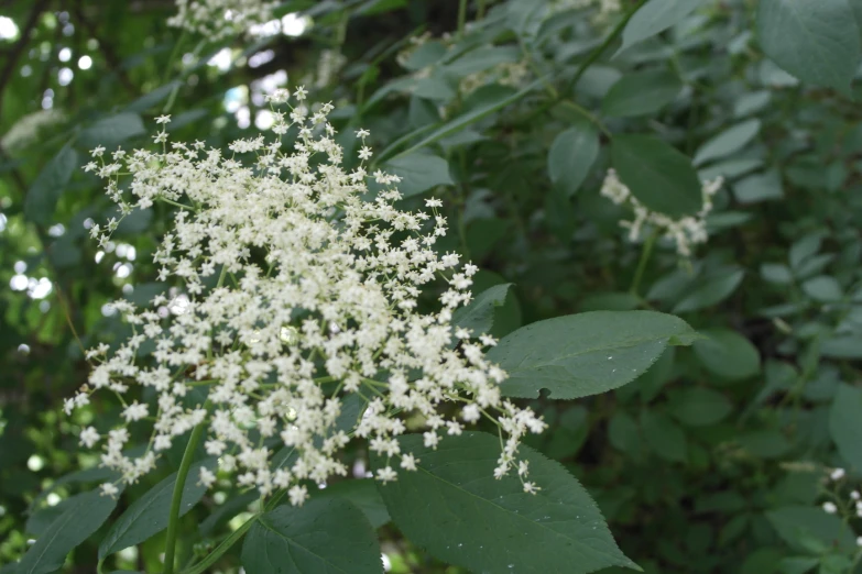 small white flowers on a large green leafed tree