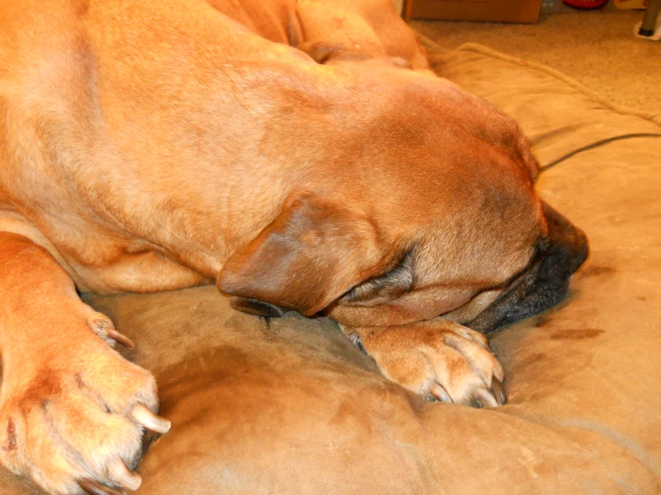 a brown dog is laying down on a brown cushion