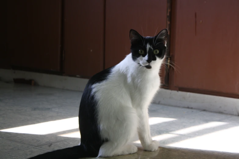 a black and white cat sitting next to a door