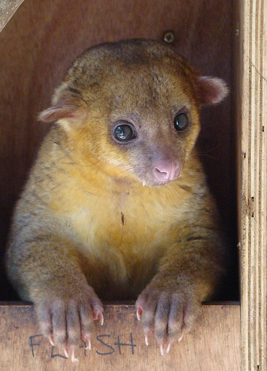 a small furry animal is in the corner of a wooden crate