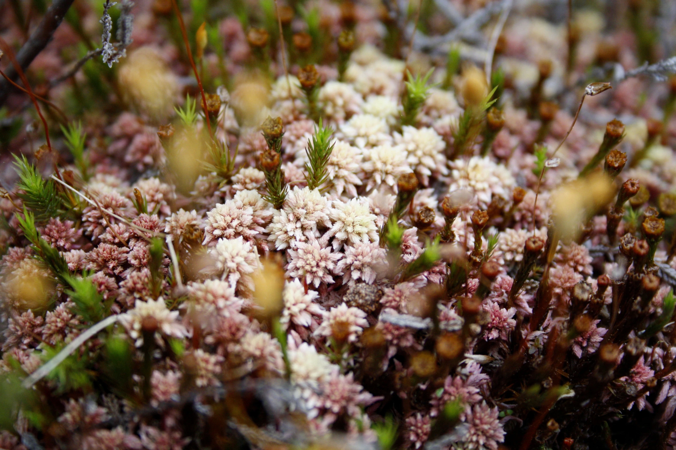 closeup view of moss growing on a nch