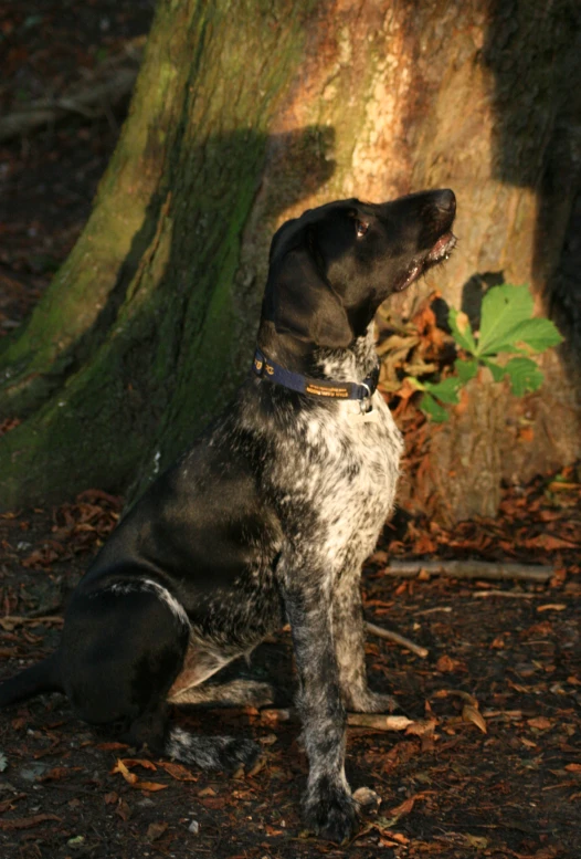 a dog is staring into the distance near a tree