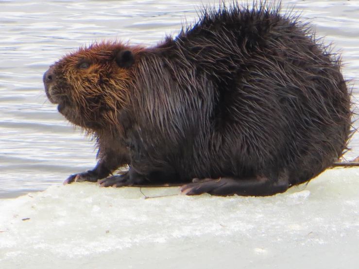 an animal is standing in the snow and ice