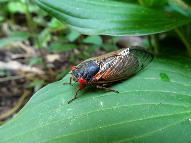 a cica sitting on a green leaf near leaves