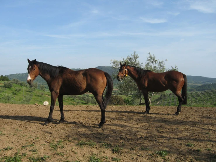 a couple of brown horses standing on top of a dirt field