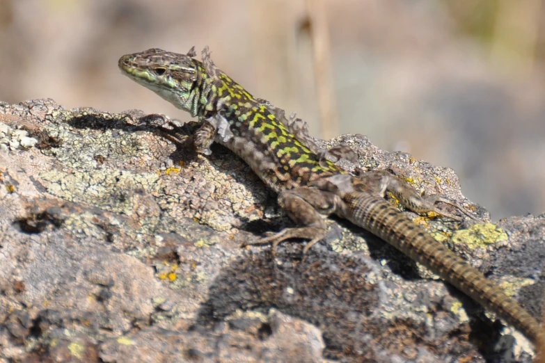 a gecko that is on a rock