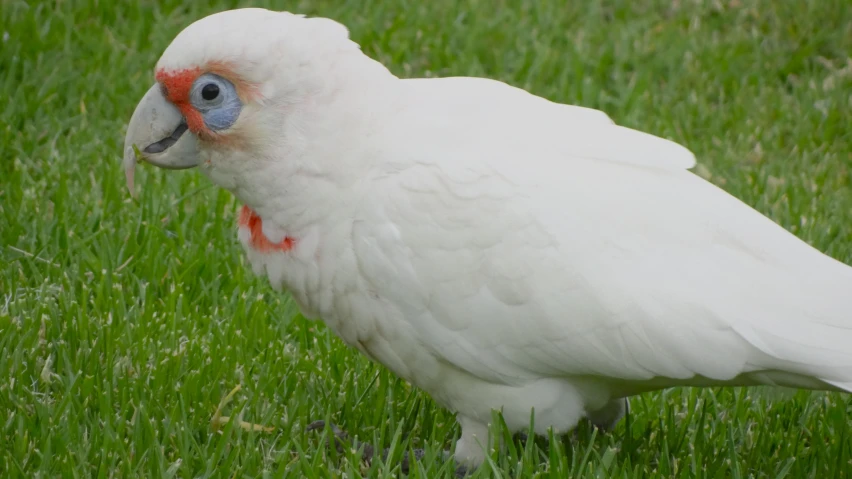 a white bird standing on top of green grass