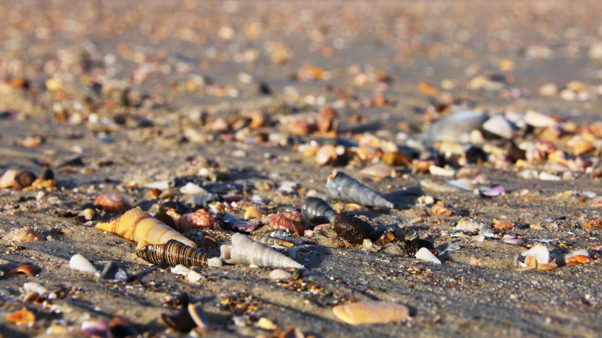 a beach filled with lots of small sea shells