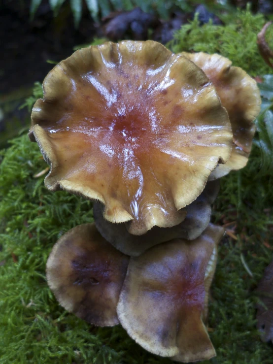 there are different types of mushrooms on this plant