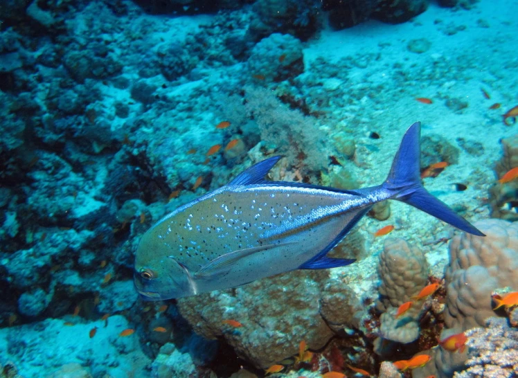 an exotic fish is swimming in the water