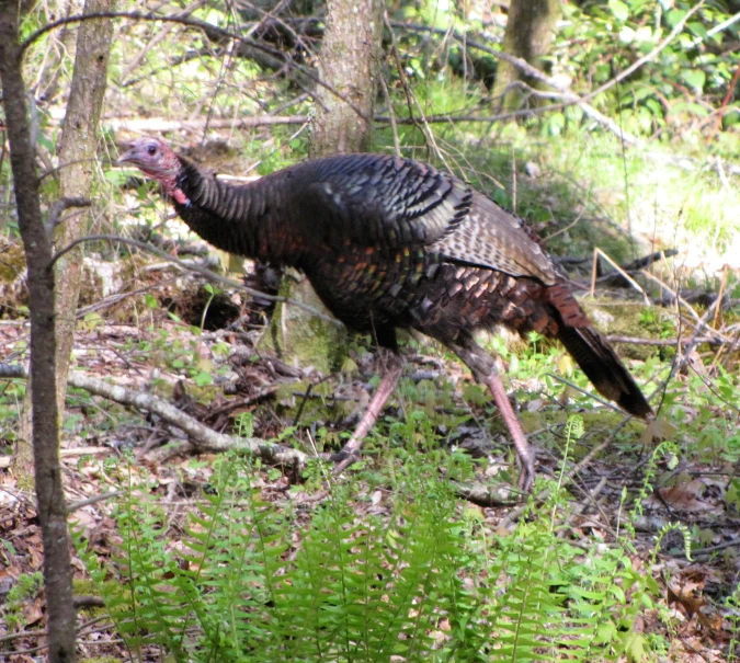 there is a turkey in the woods and it is walking