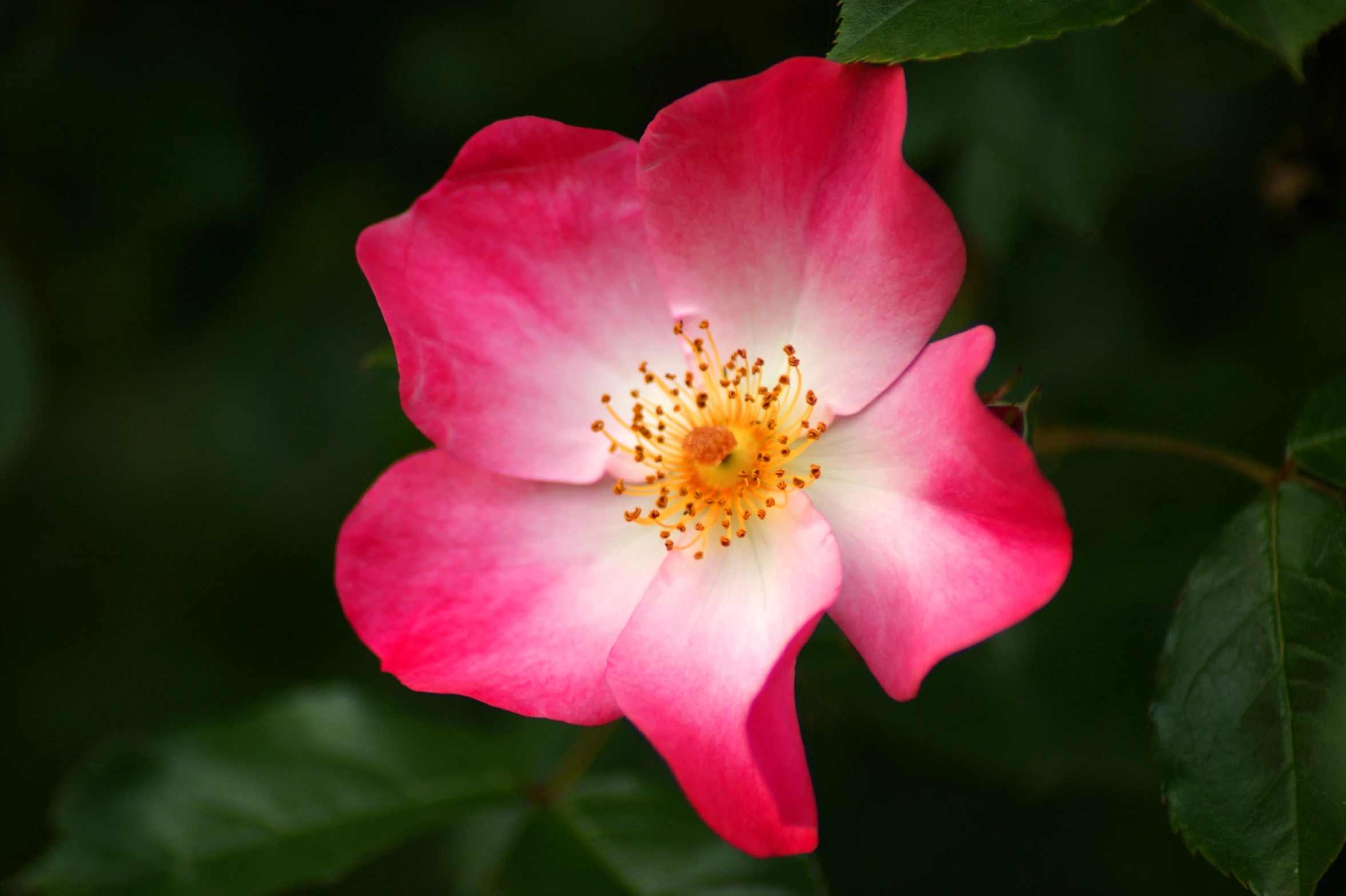 a close up s of the inside of a flower