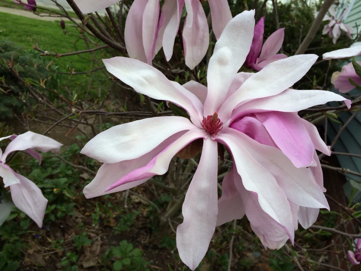 a large flower is blooming on a tree