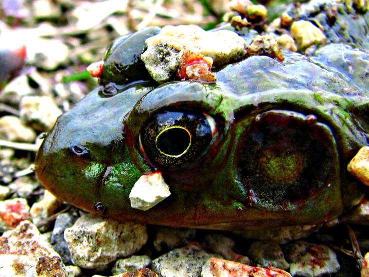 a close - up image of an odd looking green frogfish sitting on rocks