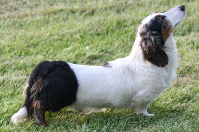 a brown and white dog with black spots stands in the grass